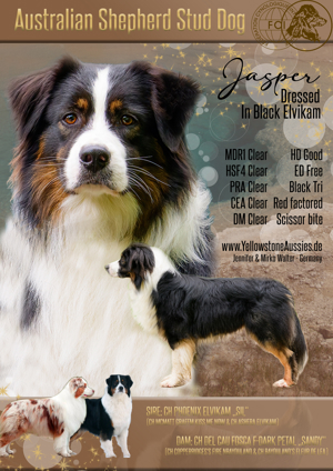 Australian Shepherd Deckrüde Black Tri ASCA FCI Papiere Polen Import "Jasper"