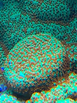 Montipora Sunset Reverse/ Grinch, Korallen, Meerwasser