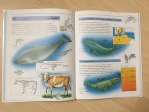 Mein erstes Frage- und Antwortbuch, Wale - Kindersachbuch Bild 2