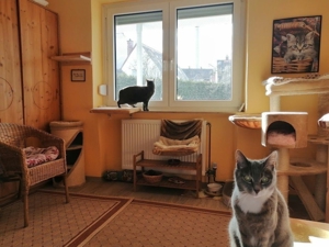 Ansbacher Katzenpension, Catsitting, Katzenbetreuung zuhause, catsitting, Katzenpension, Bild 11