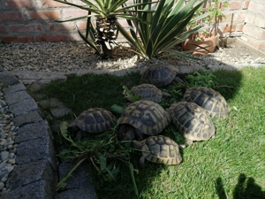 Griechische Landschildkröten Bild 2