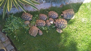 Griechische Landschildkröten Bild 4