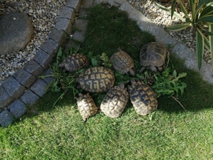 Griechische Landschildkröten