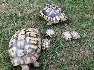 Griechische Landschildkröten Bild 3