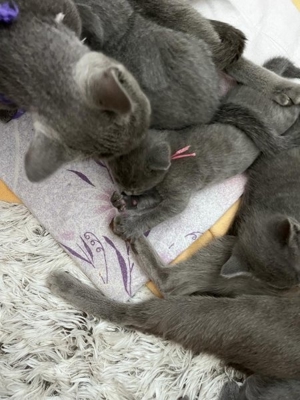 Russisch Blau Kitten mit Stammbaum Bild 15
