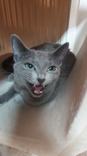 Russisch Blau Kitten mit Stammbaum Bild 7