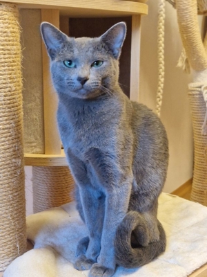 Russisch Blau Kitten mit Stammbaum Bild 4