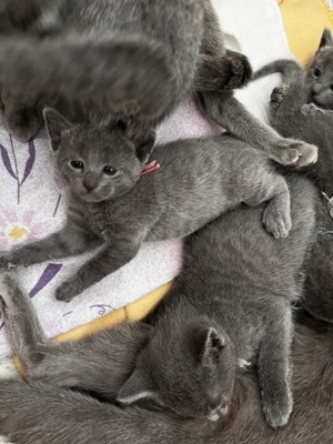 Russisch Blau Kitten mit Stammbaum Bild 10