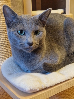 Russisch Blau Kitten mit Stammbaum Bild 5