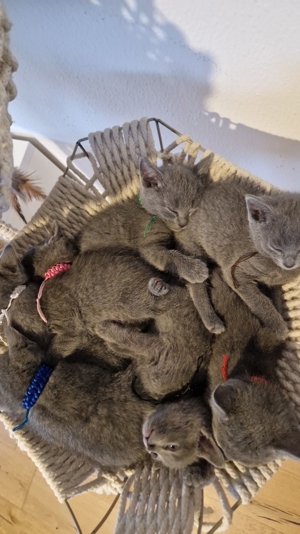 Russisch Blau Kitten mit Stammbaum Bild 6