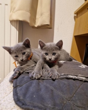 Russisch Blau Kitten mit Stammbaum Bild 14