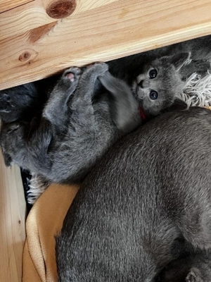 Russisch Blau Kitten mit Stammbaum Bild 9