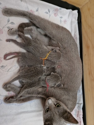 Russisch Blau Kitten mit Stammbaum Bild 2