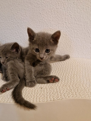 Russisch Blau Kitten mit Stammbaum Bild 11