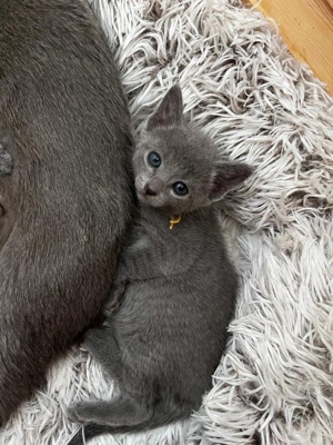 Russisch Blau Kitten mit Stammbaum Bild 12