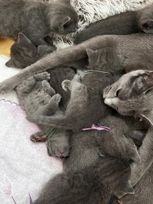 Russisch Blau Kitten mit Stammbaum Bild 13