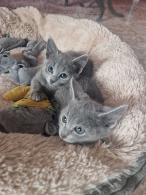Russisch Blau Kitten mit Stammbaum Bild 8