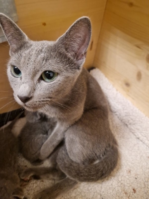 Russisch Blau Kitten mit Stammbaum Bild 3