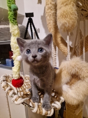 Russisch Blau Kitten mit Stammbaum Bild 16