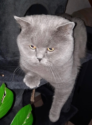 BKH Blue Deckkater Blutgruppe B Bild 3