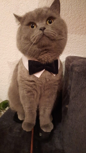 BKH Blue Deckkater Blutgruppe B Bild 4