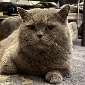 BKH Blue Deckkater Blutgruppe B Bild 2