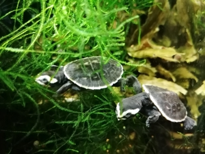 Wasserschildkröten, Emydura Subglobosa, Rotbauchspitzkopfschildkröten, Nachzuchten von 2025
