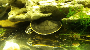 Wasserschildkröten, Emydura Subglobosa, Rohtbauchspitzkopfschildkröten, Nachzuchten von 2024 Bild 5