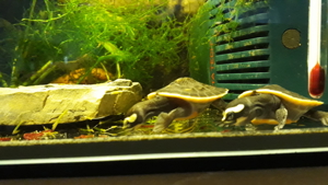 Wasserschildkröten, Emydura Subglobosa, Rohtbauchspitzkopfschildkröten, Nachzuchten von 2024 Bild 2
