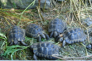 Maurische Landschildkröten, Männchen und Weibchen, geschlechtsreif im Frühjahr zu verkaufen Bild 1