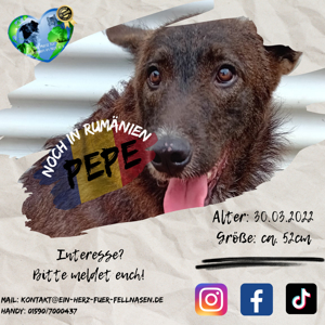 Junghund  Pepe sucht das Glück