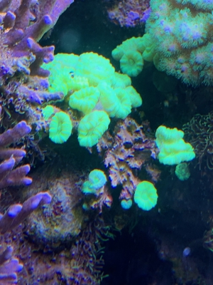 Tubinaria, chalice, Calendrum. Stylophora Fiji pink, Meerwasser Korallen Ableger LPS, SPS, Anfänger Bild 8