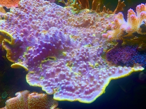 Tubinaria, chalice, Calendrum. Stylophora Fiji pink, Meerwasser Korallen Ableger LPS, SPS, Anfänger Bild 1