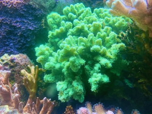 Tubinaria, chalice, Calendrum. Stylophora Fiji pink, Meerwasser Korallen Ableger LPS, SPS, Anfänger Bild 9