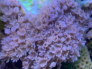 Tubinaria, chalice, Calendrum. Stylophora Fiji pink, Meerwasser Korallen Ableger LPS, SPS, Anfänger Bild 6