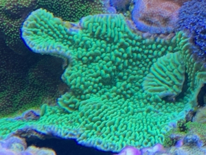 Tubinaria, chalice, Calendrum. Stylophora Fiji pink, Meerwasser Korallen Ableger LPS, SPS, Anfänger Bild 7