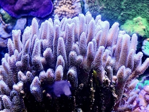 Tubinaria, chalice, Calendrum. Stylophora Fiji pink, Meerwasser Korallen Ableger LPS, SPS, Anfänger Bild 13