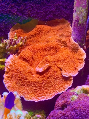 Tubinaria, chalice, Calendrum. Stylophora Fiji pink, Meerwasser Korallen Ableger LPS, SPS, Anfänger Bild 5