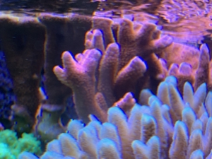 Tubinaria, chalice, Calendrum. Stylophora Fiji pink, Meerwasser Korallen Ableger LPS, SPS, Anfänger Bild 4