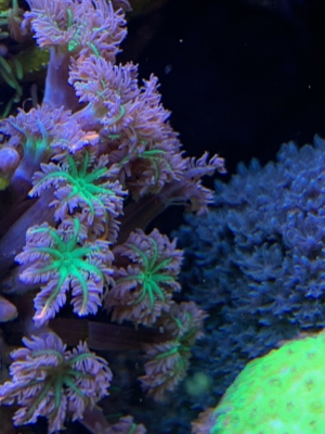 Tubinaria, chalice, Calendrum. Stylophora Fiji pink, Meerwasser Korallen Ableger LPS, SPS, Anfänger Bild 3