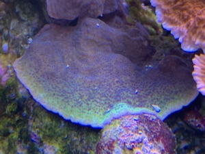 Tubinaria, chalice, Calendrum. Stylophora Fiji pink, Meerwasser Korallen Ableger LPS, SPS, Anfänger Bild 10