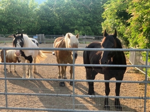 Pflegebeteiligung an Ponys und Pferden Bild 6