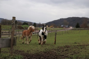 Pflegebeteiligung an Ponys und Pferden Bild 12