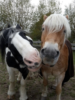 Pflegebeteiligung an Ponys und Pferden Bild 2