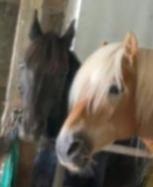 Pflegebeteiligung an Ponys und Pferden Bild 9