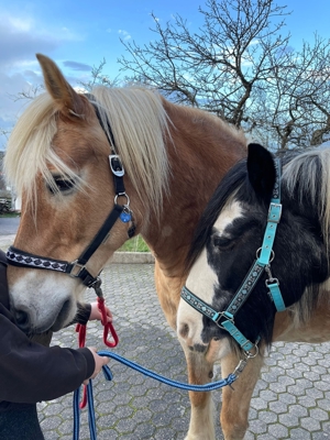 Pflegebeteiligung an Ponys und Pferden Bild 11