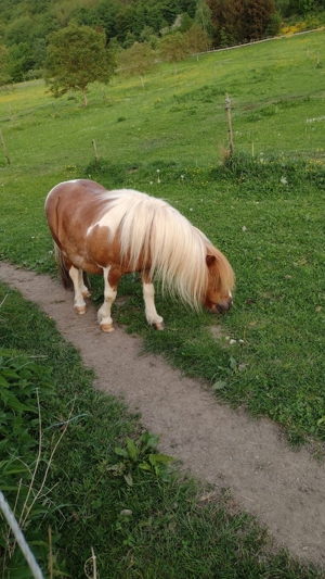 Pflegebeteiligung an Ponys und Pferden Bild 3