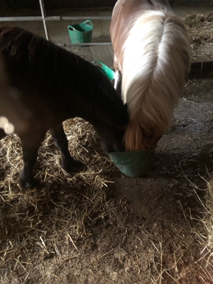Pflegebeteiligung an Ponys und Pferden Bild 7