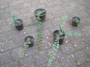 Niedrige Sträucher, Blumen für im Haus, Farne Bild 2