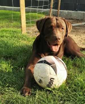 Deckrüde Labrador Reinrassig( Schowlinie)